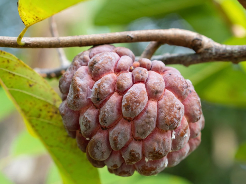 Atemoya Lisa Grafted Live Plant – 3 Gallon Pot – Annona Hybrid Fruit Tree - Cannot ship to CA - Image 1
