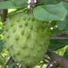 Atemoya Priestly Live Plant – Grafted Annona Hybrid, 3 Gallon Pot - Cannot ship to CA - Image 1