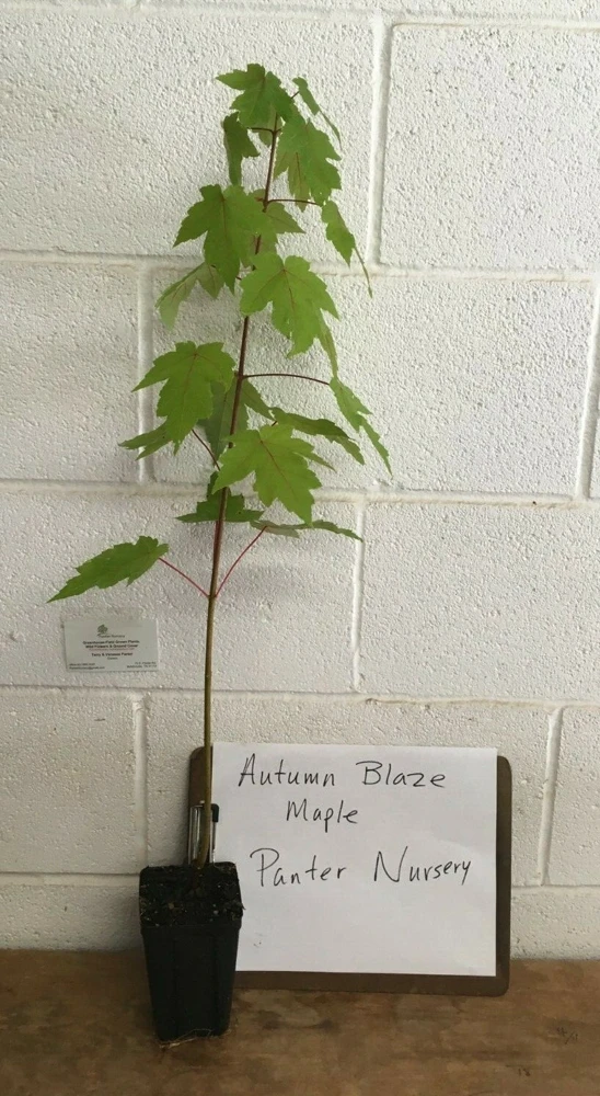 Autumn Blaze Maple Live Tree – Quart Pot – Fast Growing Outdoor Shade Tree - Image 2