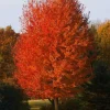 Autumn Blaze Maple Live Tree – Quart Pot – Fast Growing Outdoor Shade Tree - Image 1