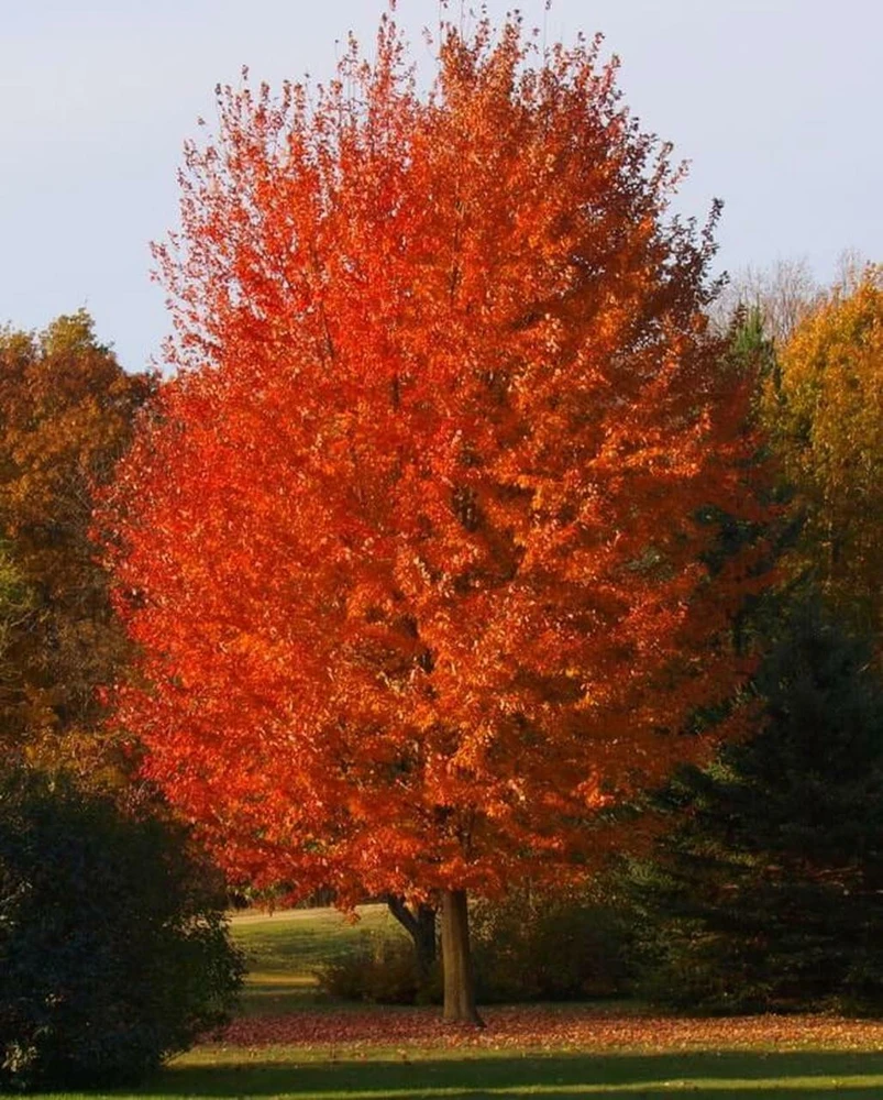 Autumn Blaze Maple Live Tree – Quart Pot – Fast Growing Outdoor Shade Tree - Image 1