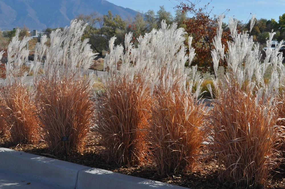 Autumn Flame Grass Live Plant - Purpurascens Ornamental Perennial, 1 Plant, Zones 5-9 - Image 2