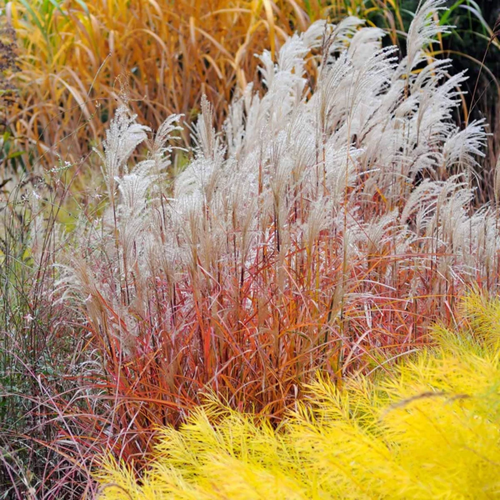 Autumn Flame Grass Live Plant - Purpurascens Ornamental Perennial, 1 Plant, Zones 5-9 - Image 1