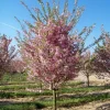 Autumnalis Cherry Live Plant – Quart Pot – Outdoor Flowering Tree - Image 1