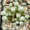 Baby Toe Succulent Live Plant - Fenestraria Rhopalophylla - 2 inch pot - Image 1