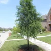Bald Cypress Tree Live Plant – Quart Pot – Deciduous Conifer – Outdoor - Image 1