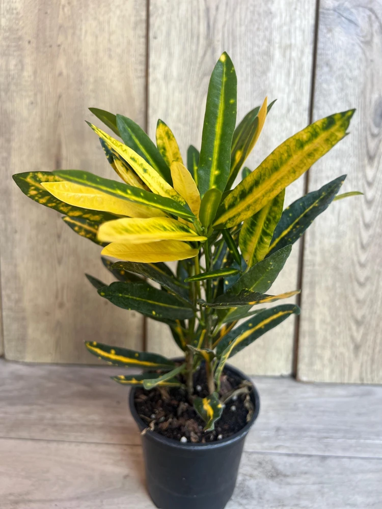 Banana Croton Live Plant – 4 inch Pot – Vibrant Indoor/Outdoor Houseplant - Cannot ship to CA - Image 2
