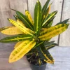 Banana Croton Live Plant – 4 inch Pot – Vibrant Indoor/Outdoor Houseplant - Cannot ship to CA - Image 1