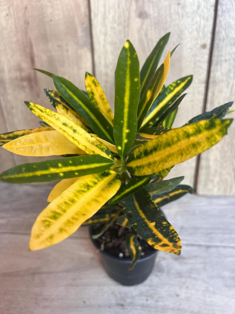 Banana Croton Live Plant – 4 inch Pot – Vibrant Indoor/Outdoor Houseplant - Cannot ship to CA - Image 1