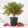 Barbados Cherry Live Plant - Acerola Fruit Tree 4-7 Inch for Outdoor Garden - Image 1