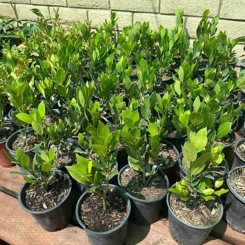 Bay Laurel Tree - Sweet Bay Leaf Live Plant - 1 Gallon Pot - Culinary Herb - Image 1