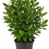 Bay Leaf Live Plant, 4-7 Inch Tall Laurus Nobilis Herb, Starter Plant - Image 1