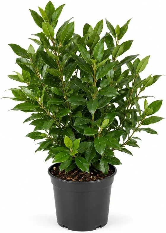 Bay Leaf Live Plant, 4-7 Inch Tall Laurus Nobilis Herb, Starter Plant - Image 1
