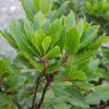 Bay Leaf Live Plant (Laurus Nobilis) - 4-6 Inch Tall Culinary Herb & Evergreen Shrub - Image 1