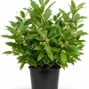 Bay Leaf Tree Live Plant, 4-7 Inch Tall Bay Laurel Herb Starter, Well Rooted - Image 1
