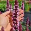 Beelicious Pink Agastache Live Plant - Compact Perennial, Pink Flowers, Attracts Pollinators, Zones 5-9 - Image 1
