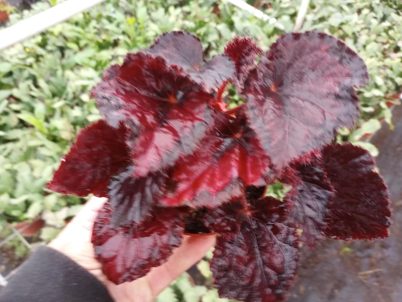 Begonia Black Beauty Live Plant - 4 inch Pot, Rare Tropical Foliage, Indoor - Image 2