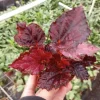 Begonia Black Beauty Live Plant - 4in Starter, Rare Tropical Shade Loving Foliage - Image 1