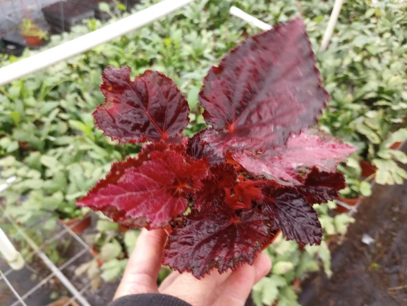 Begonia Black Beauty Live Plant - 4in Starter, Rare Tropical Shade Loving Foliage - Image 1