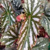 Begonia Citizen Pink Live Plant - Angel Wing Cane, 3.25" Pot, Indoor/Outdoor - Image 1