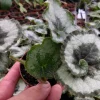 Begonia Escargot Live Plant - 4 inch Pot - 1 Starter Houseplant - Indoor Foliage - Image 1