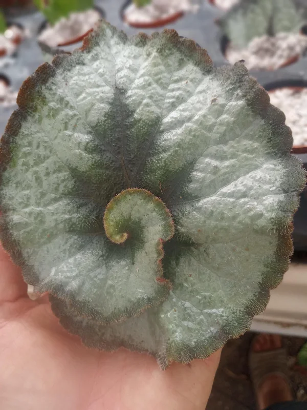 Begonia Escargot Live Plant - 4 inch Tall Indoor Houseplant - Unique Foliage - Image 2