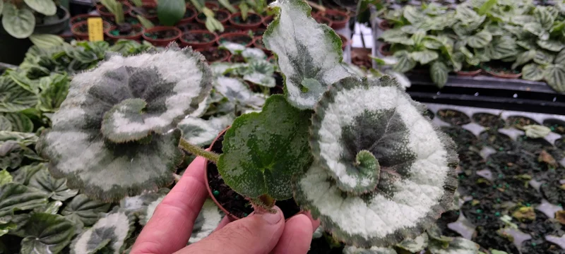 Begonia Escargot Live Plant - 4 inch Tall Indoor Houseplant - Unique Foliage - Image 1