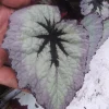 Begonia Fire Woman Live Plant - 4 inch Pot, Rare Tropical Beauty, Shade Loving Houseplant - Image 1