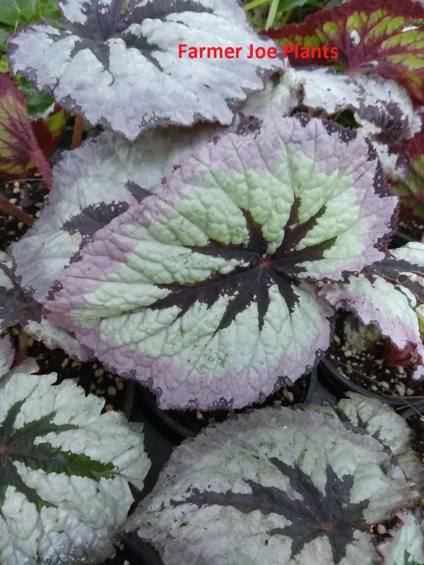 Begonia Fire Woman Live Plant - 4in Tall Tropical Houseplant, Shade Loving - Image 2