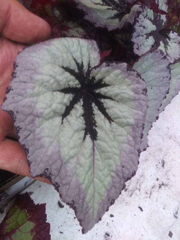 Begonia Fire Woman Live Plant - 4in Tall Tropical Houseplant, Shade Loving - Image 1