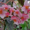 Begonia Ginny Galaxy Reverted Angel Wing Live Plant - 3.25 Inch Pot - Indoor Foliage - Image 1