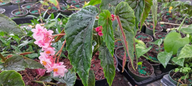 Begonia Ginny Galaxy Reverted Angel Wing Live Plant - 3.25 Inch Pot - Indoor Foliage - Image 2