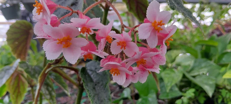 Begonia Ginny Galaxy Reverted Live Plant – Angel Wing – 3.25" Pot Indoor - Image 1