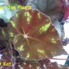 Begonia Kit Kat Live Plant - 4in Tall Rare Tropical Shade-Loving Houseplant - Image 1