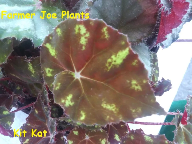 Begonia Kit Kat Live Plant - 4in Tall Rare Tropical Shade-Loving Houseplant - Image 1