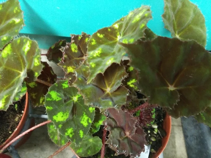 Begonia Kit Kat Live Plant - Rare Tropical Foliage, 4 inch Pot, Indoor Shade Lover - Image 2