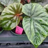 Begonia Lewisii Live Plant – 3.25 inch Pot – Exotic Foliage Houseplant - Image 1