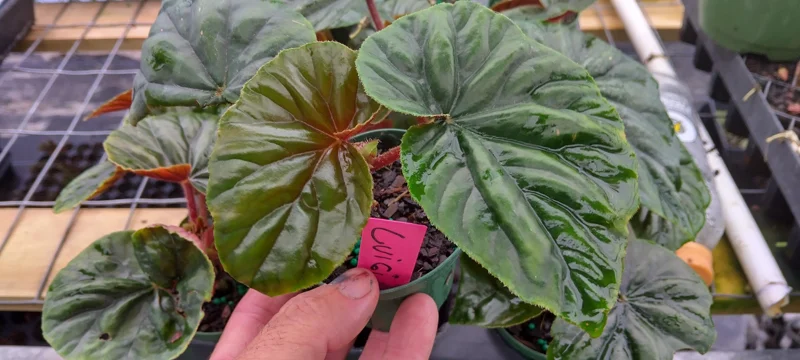 Begonia Lewisii Live Plant - Exotic Foliage - 3.25 inch Starter Pot - Indoor/Outdoor - Image 2