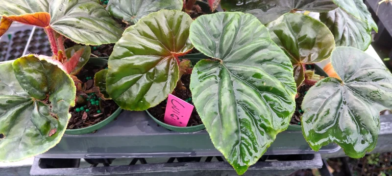 Begonia Lewisii Live Plant - Exotic Foliage - 3.25 inch Starter Pot - Indoor/Outdoor - Image 1