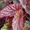 Begonia Maculata Pink Spot Live Plant - 3.25'' Starter, Easy Care Indoor - Image 1