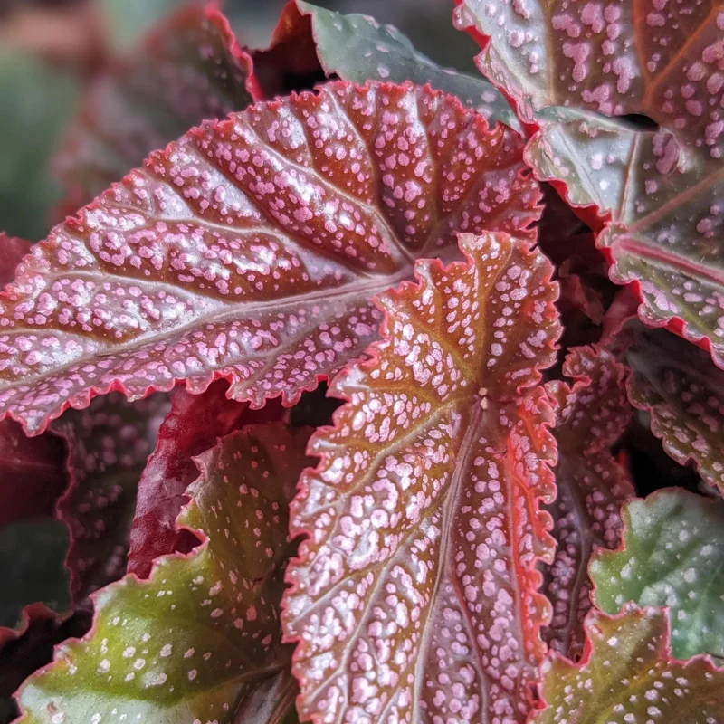 Begonia Maculata Pink Spot Live Plant - 3.25'' Starter, Easy Care Indoor - Image 1
