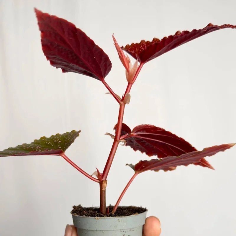 Begonia Maculata Pink Spot Live Plant - 3.25'' Starter, Easy Care Indoor - Image 2