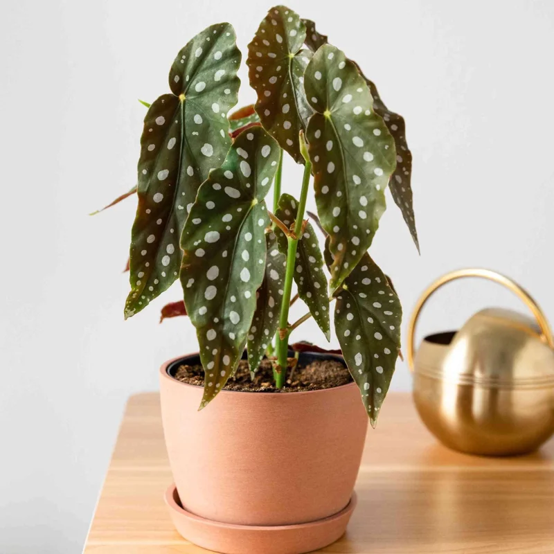 Begonia Maculata White Spot Live Plant – Polka Dot Begonia – 3 inch Starter Pot – Indoor Houseplant - Image 2