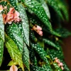 Begonia Maculata White Spot Live Plant – Polka Dot Begonia – 3 inch Starter Pot – Indoor Houseplant - Image 1