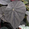 Begonia Plum Gorgeous Live Plant - 4 inch Pot - Rare Tropical Indoor Foliage - Image 1