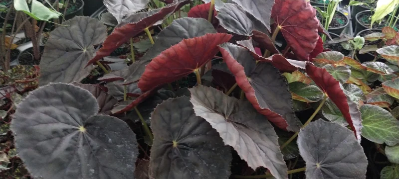 Begonia Plum Gorgeous Live Plant - 4 inch Starter, Shade Loving Tropical Beauty - Image 2