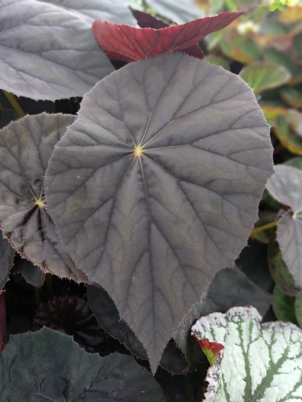 Begonia Plum Gorgeous Live Plant - 4 inch Starter, Shade Loving Tropical Beauty - Image 1