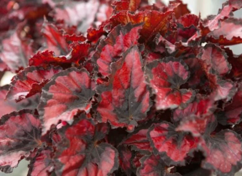 Begonia Red Robin Live Plant - 4-6 inch Tall Indoor Houseplant, Red Foliage - Image 2