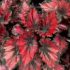Begonia Red Robin Live Plant - 4-6 inch Tall Indoor Houseplant, Red Foliage - Image 1