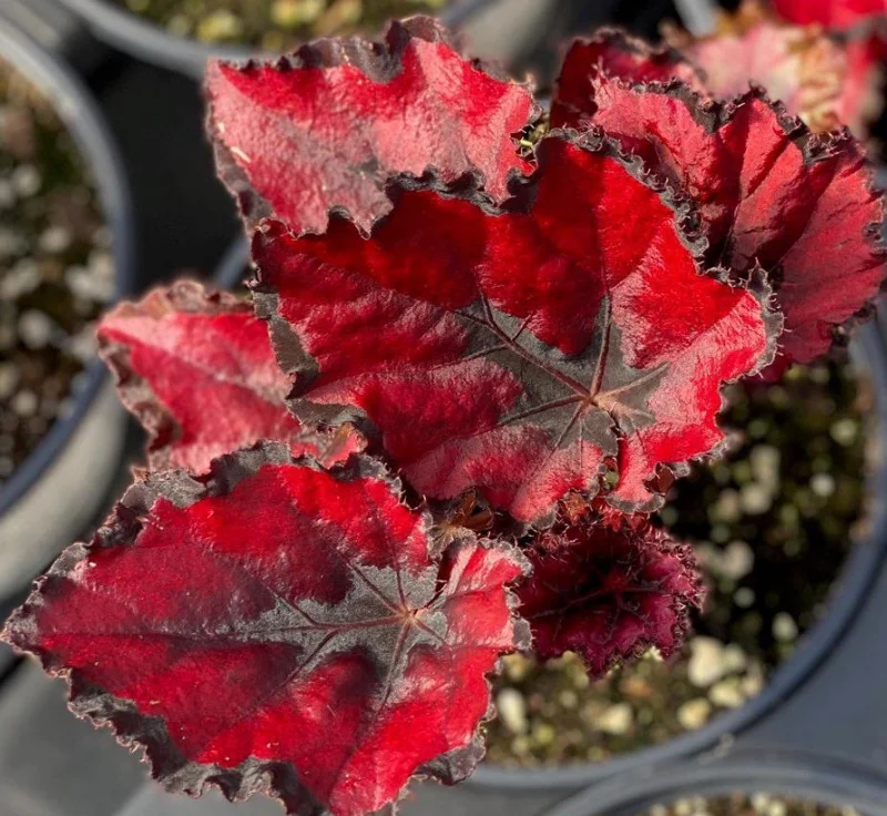 Begonia Red Robin Live Plant - 4-6" Tall - Red Foliage Indoor Houseplant - Image 2